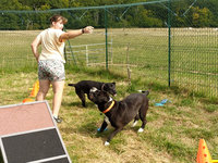 Sorties sur parcours des Chiens